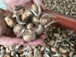 Crocus Sativus -Flowers Sales Store 20257950 1228460450615531 2664971298086954114 n