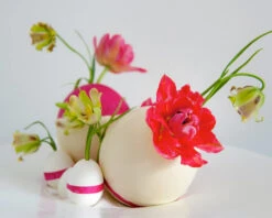 Fritillaria Acmopetala 20 Fritillaria Acmopetala -Flowers Sales Store 241863 682a3