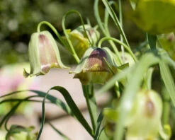 Fritillaria Acmopetala 21 Fritillaria Acmopetala -Flowers Sales Store 41227 1c33e