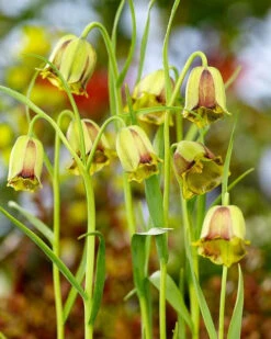 Fritillaria Acmopetala 22 Fritillaria Acmopetala -Flowers Sales Store 44893 ba67a