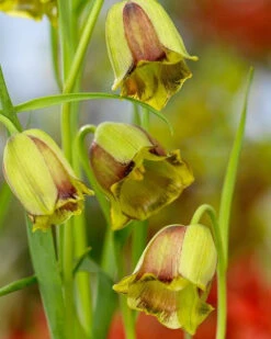 Fritillaria Acmopetala 16 Fritillaria Acmopetala -Flowers Sales Store 44894 e45bd
