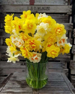 Narcissus 'Double Mixed' 8 Narcissus 'Double Mixed' -Flowers Sales Store 63d1e5cd f939 4080 a965 61e2e243839c