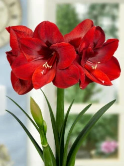 Amaryllis 'Carmen' 11 Amaryllis 'Carmen' -Flowers Sales Store FA 11 0882 Hippeastrum Carmen