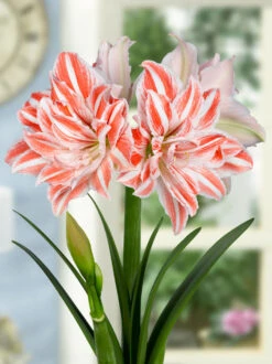 Amaryllis 'Dancing Queen' 14 Amaryllis 'Dancing Queen' -Flowers Sales Store FA 11 0889 Hippeastrum Dancing Queen