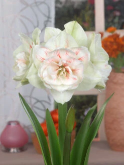 Amaryllis 'Nymph' 15 Amaryllis 'Nymph' -Flowers Sales Store FA 13 0058 Hippeastrum Nymph