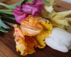 Tulip 'Princess Irene Parrot' -Flowers Sales Store IMG 1525