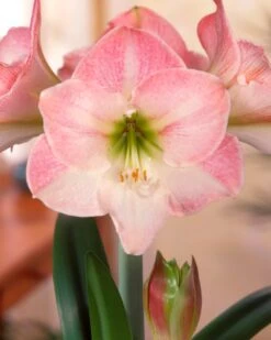 Amaryllis 'Apple Blossom' -Flowers Sales Store amaryllis apple blossom