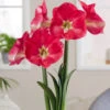 Amaryllis 'Candy Cream' 2 Amaryllis 'Candy Cream' -Flowers Sales Store amaryllis candy cream 2