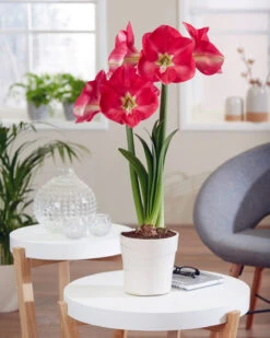 Amaryllis 'Candy Cream' -Flowers Sales Store amaryllis candy cream 2 1