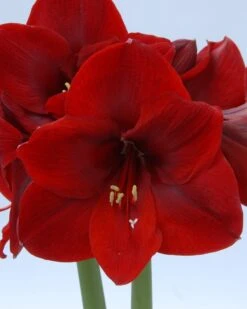 Amaryllis 'Carmen' 13 Amaryllis 'Carmen' -Flowers Sales Store amaryllis carmen 1