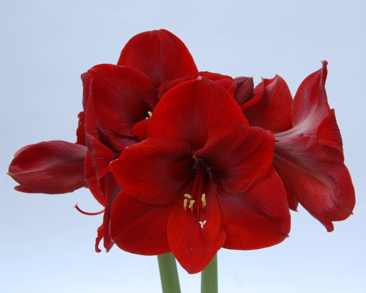 Amaryllis 'Carmen' 4 Amaryllis 'Carmen' - Image 2