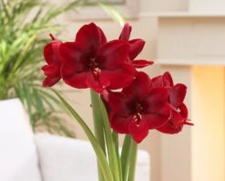 Amaryllis 'Carmen' 12 Amaryllis 'Carmen' -Flowers Sales Store amaryllis carmen 5