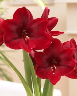 Amaryllis 'Carmen'