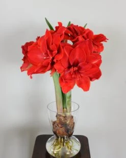 Amaryllis 'Cherry Nymph' -Flowers Sales Store amaryllis cherry nymph 3