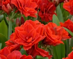 Amaryllis 'Cherry Nymph' -Flowers Sales Store amaryllis cherry nymph 4