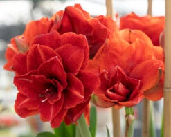 Amaryllis 'Cherry Nymph' -Flowers Sales Store amaryllis cherry nymph 7