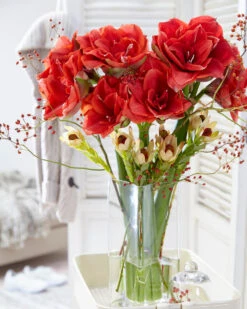 Amaryllis 'Cherry Nymph' -Flowers Sales Store amaryllis cherry nymph 9