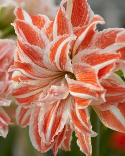 Amaryllis 'Dancing Queen' 11 Amaryllis 'Dancing Queen' -Flowers Sales Store amaryllis dancing queen 1 4fb950d3 1c23 4a96 a040 933a7c900567