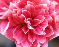 Amaryllis 'Double Dream' -Flowers Sales Store amaryllis double dream 1