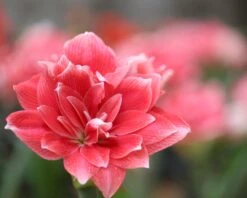 Amaryllis 'Double Dream' -Flowers Sales Store amaryllis double dream 2