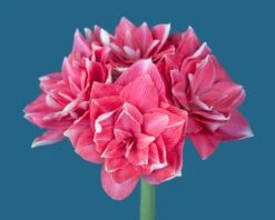 Amaryllis 'Double Dream' -Flowers Sales Store amaryllis double dream 4