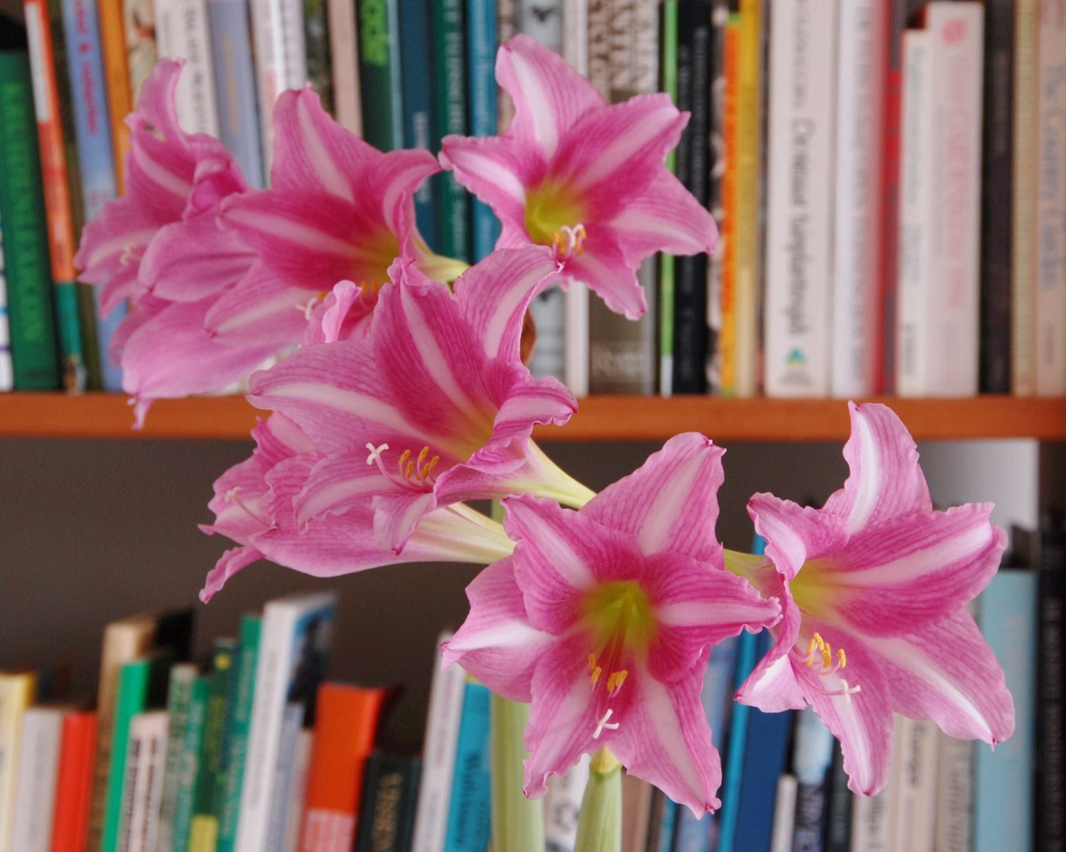 Amaryllis 'Estella' 4 Amaryllis 'Estella' - Image 2