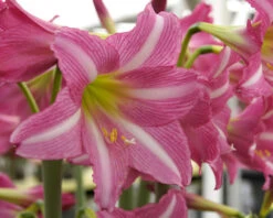 Amaryllis 'Estella' 19 Amaryllis 'Estella' -Flowers Sales Store amaryllis estella 10