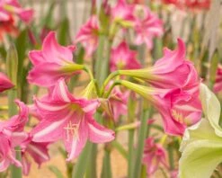 Amaryllis 'Estella' 14 Amaryllis 'Estella' -Flowers Sales Store amaryllis estella 7