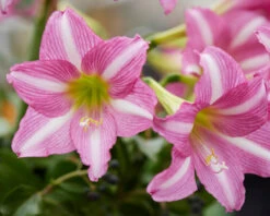 Amaryllis 'Estella' 20 Amaryllis 'Estella' -Flowers Sales Store amaryllis estella 8