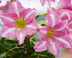 Amaryllis 'Estella' 21 Amaryllis 'Estella' -Flowers Sales Store amaryllis estella 9