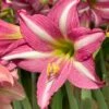 Amaryllis 'Estella' -Flowers Sales Store amaryllis estelle 0