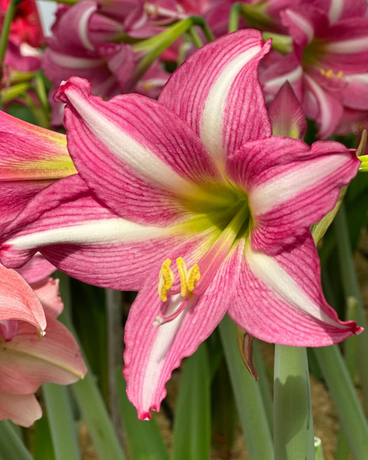 Amaryllis 'Estella' 3 Amaryllis 'Estella'