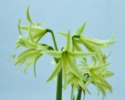 Amaryllis 'Evergreen' 17 Amaryllis 'Evergreen' -Flowers Sales Store amaryllis evergreen 1