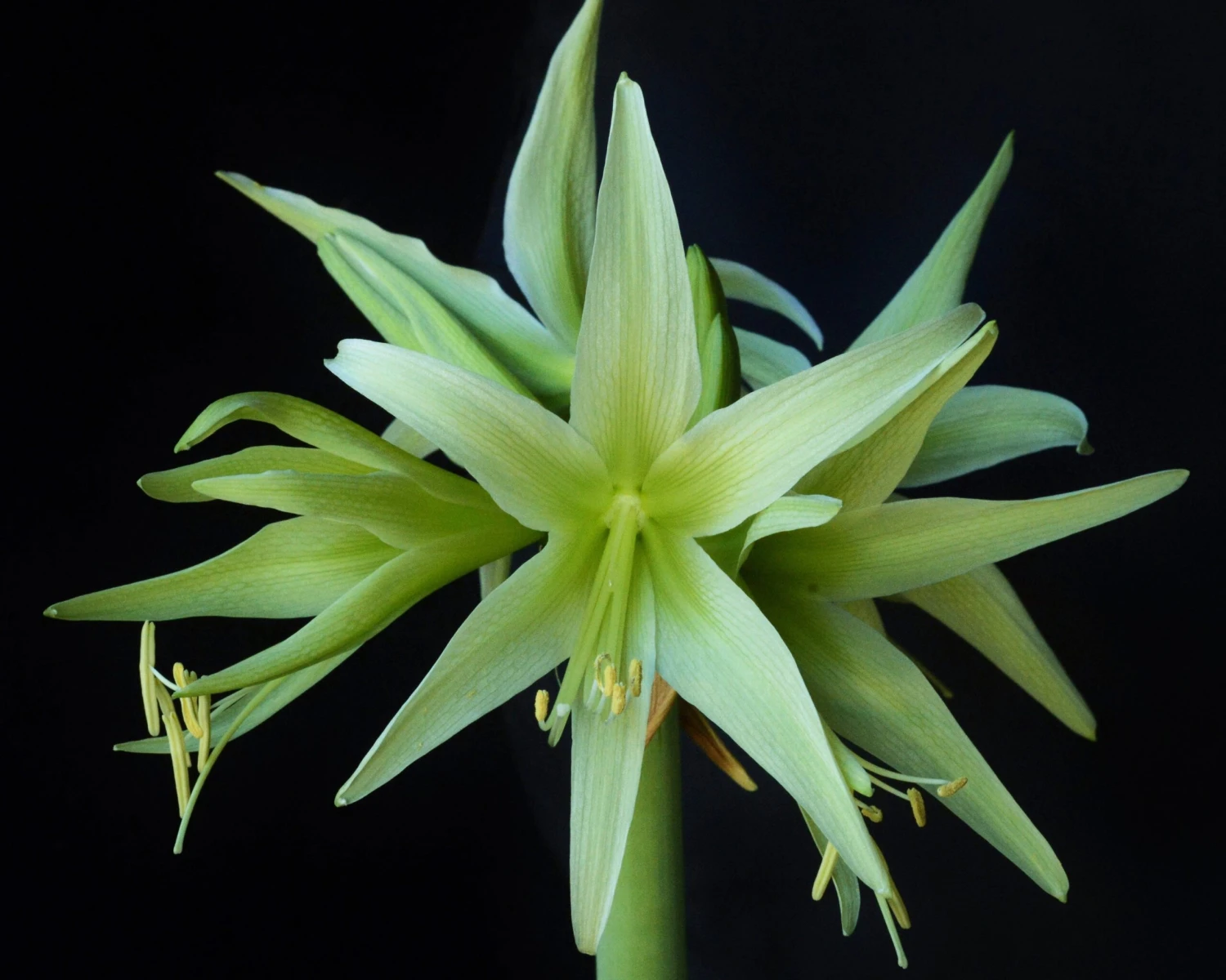 Amaryllis 'Evergreen' 9 Amaryllis 'Evergreen' - Image 7