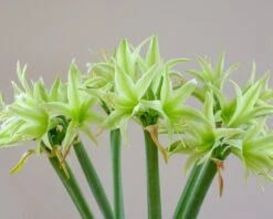 Amaryllis 'Evergreen' 15 Amaryllis 'Evergreen' -Flowers Sales Store amaryllis evergreen 4