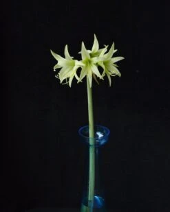 Amaryllis 'Evergreen' 21 Amaryllis 'Evergreen' -Flowers Sales Store amaryllis evergreen 7