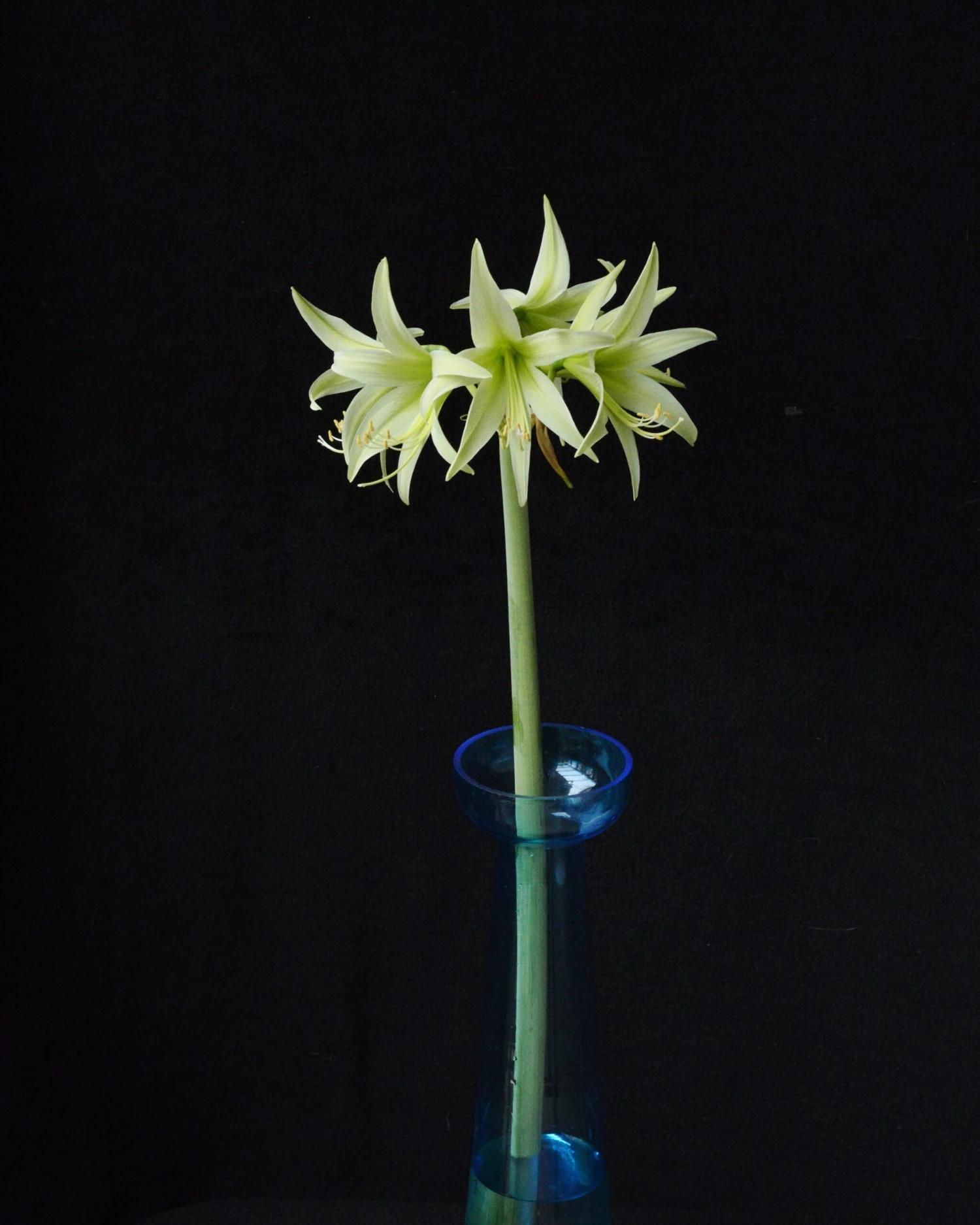 Amaryllis 'Evergreen' 12 Amaryllis 'Evergreen' - Image 10