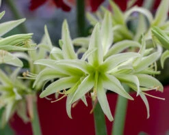 Amaryllis 'Evergreen' 16 Amaryllis 'Evergreen' -Flowers Sales Store amaryllis evergreen 8