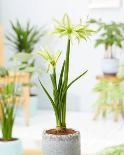Amaryllis 'Evergreen' 14 Amaryllis 'Evergreen' -Flowers Sales Store amaryllis evergreen 9