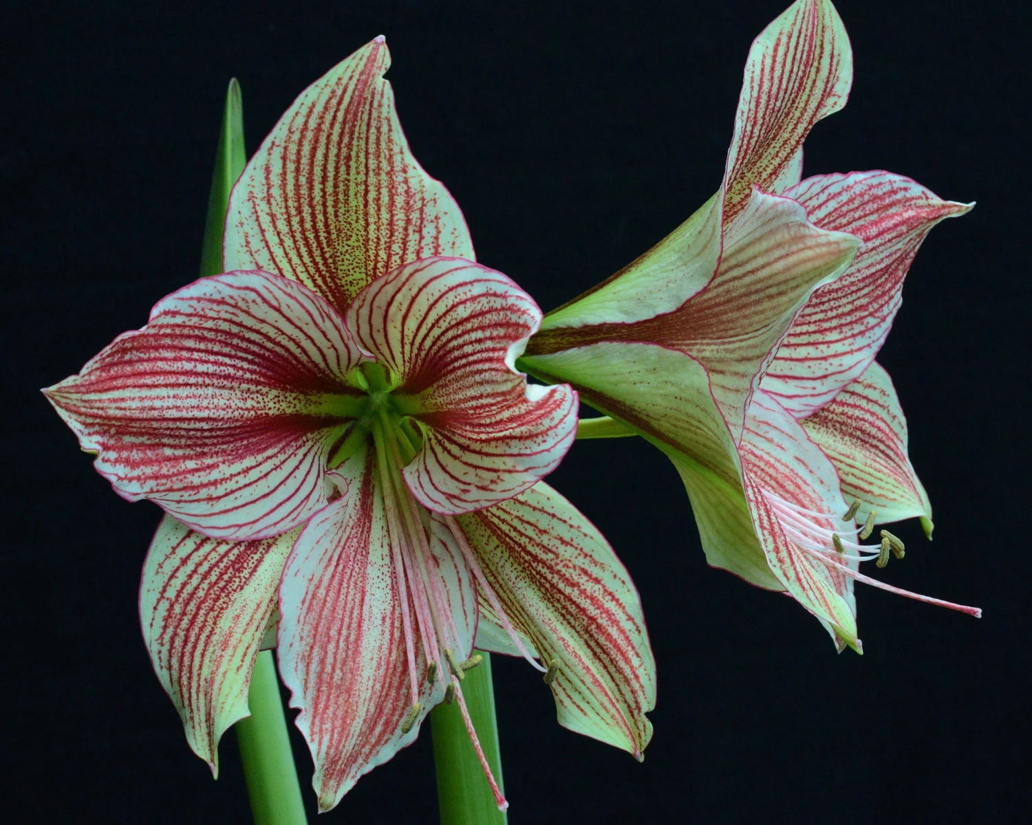 Amaryllis 'Exotic Star' 12 Amaryllis 'Exotic Star' - Image 10