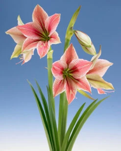 Amaryllis 'Exotic Star' 19 Amaryllis 'Exotic Star' -Flowers Sales Store amaryllis exotic star 10