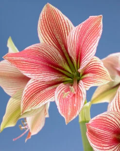 Amaryllis 'Exotic Star' 18 Amaryllis 'Exotic Star' -Flowers Sales Store amaryllis exotic star 11