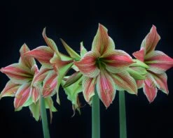 Amaryllis 'Exotic Star' 20 Amaryllis 'Exotic Star' -Flowers Sales Store amaryllis exotic star 2