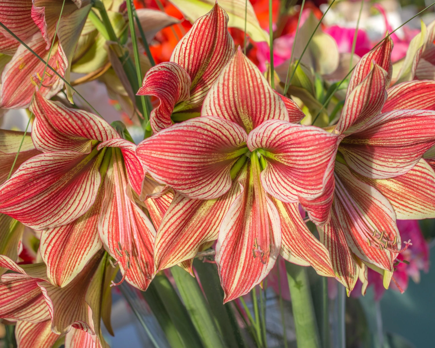 Amaryllis 'Exotic Star' 5 Amaryllis 'Exotic Star' - Image 3