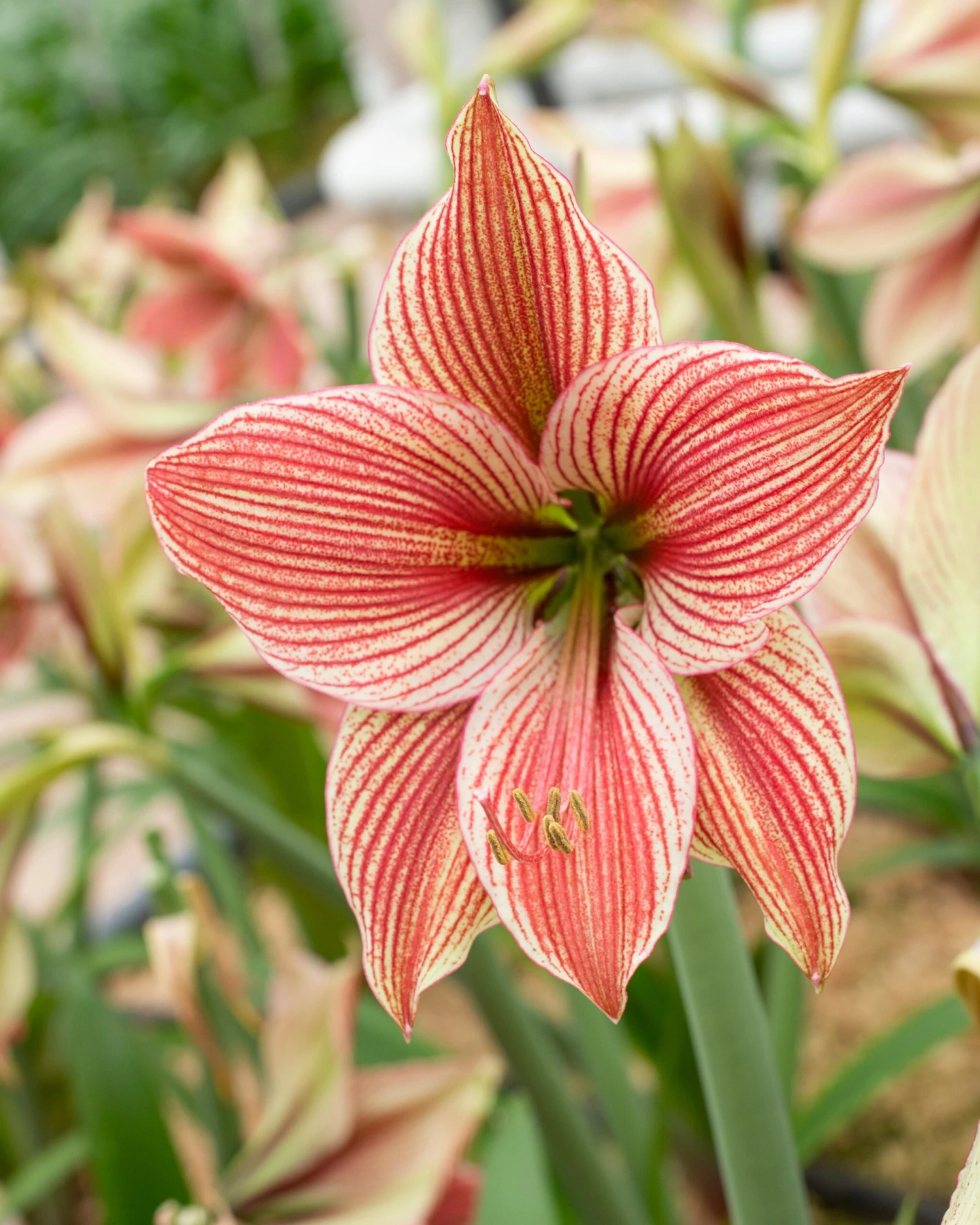 Amaryllis 'Exotic Star' 4 Amaryllis 'Exotic Star' - Image 2