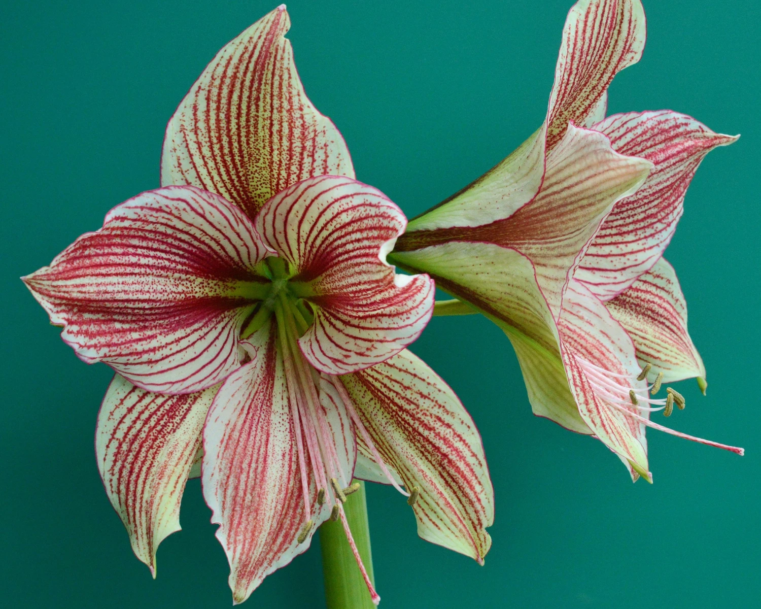 Amaryllis 'Exotic Star' 11 Amaryllis 'Exotic Star' - Image 9