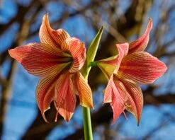 Amaryllis 'Exotic Star' 24 Amaryllis 'Exotic Star' -Flowers Sales Store amaryllis exotic star 7