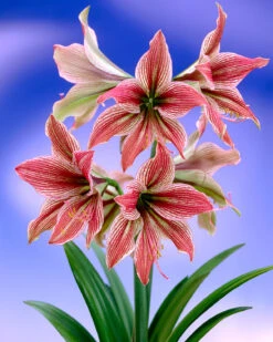 Amaryllis 'Exotic Star' 17 Amaryllis 'Exotic Star' -Flowers Sales Store amaryllis exotic star 8