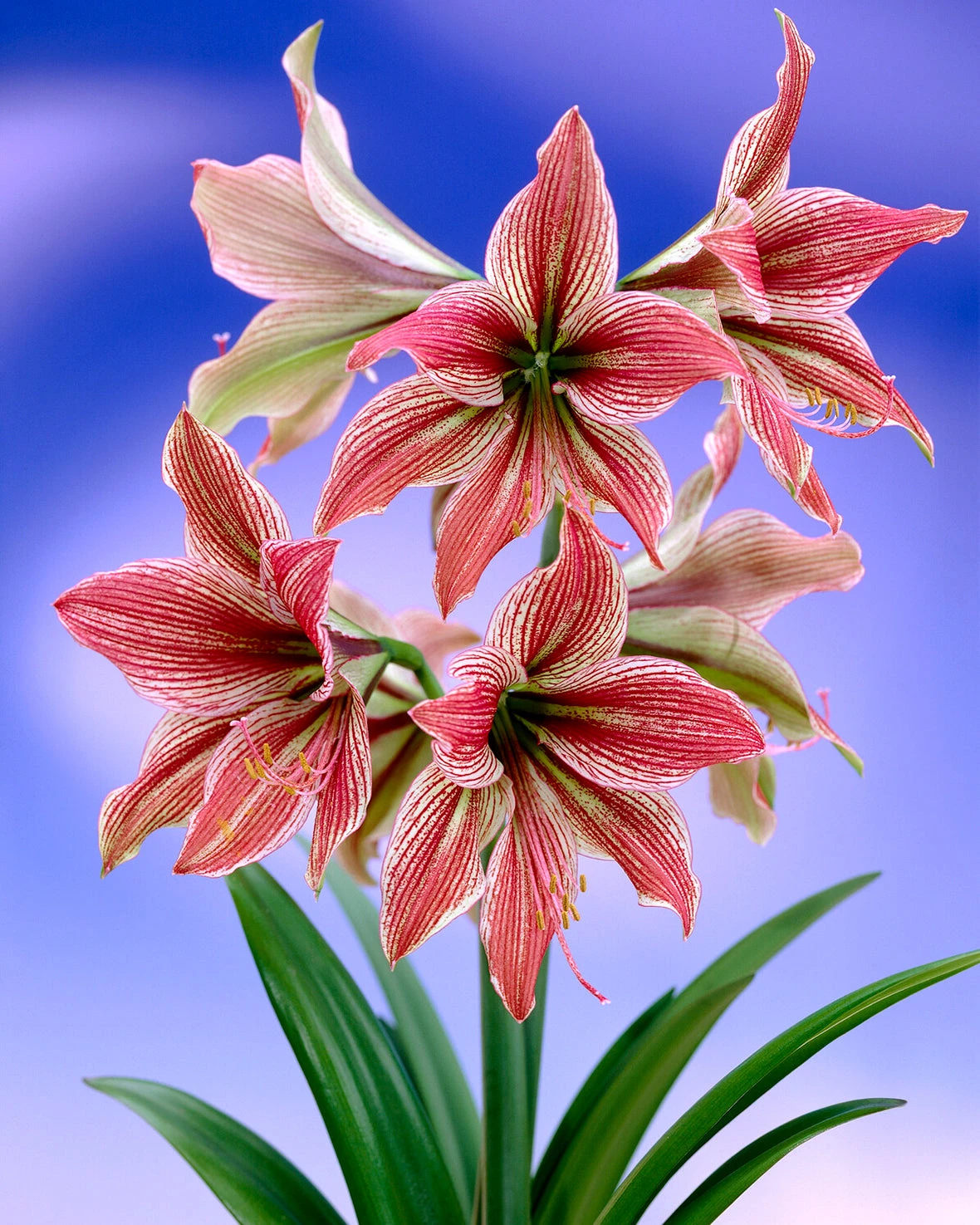 Amaryllis 'Exotic Star' 6 Amaryllis 'Exotic Star' - Image 4
