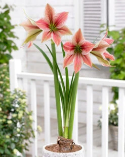 Amaryllis 'Exotic Star' 25 Amaryllis 'Exotic Star' -Flowers Sales Store amaryllis exotic star 9
